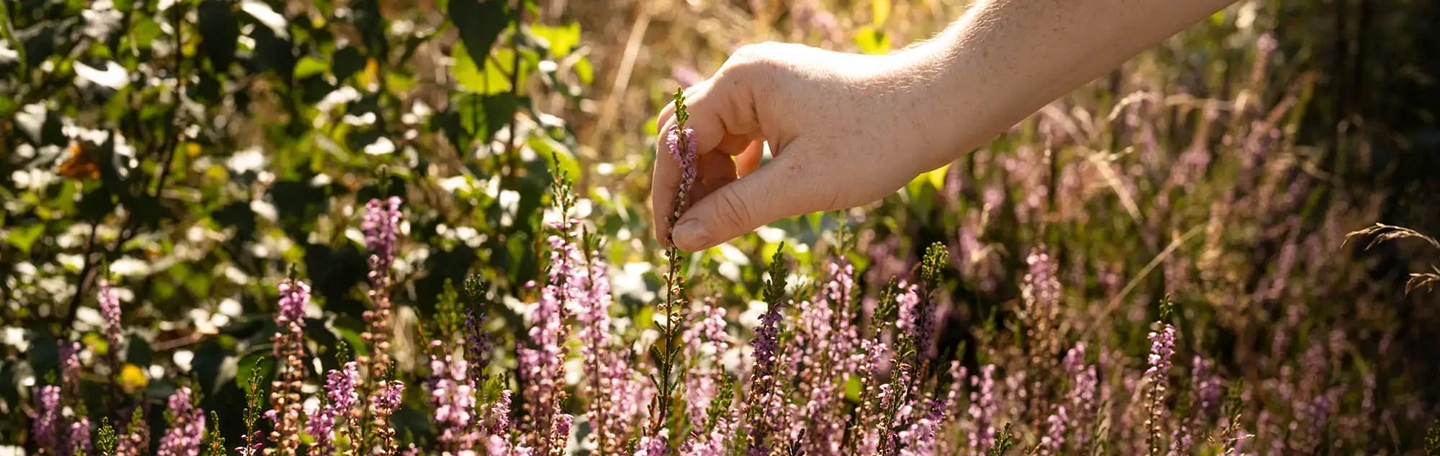 Herinneren pluk heide bloem