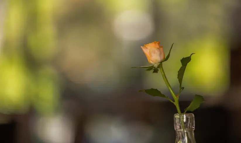 Een gele en oranje roos in een glazen vaas met een out-of-focus achtergrond