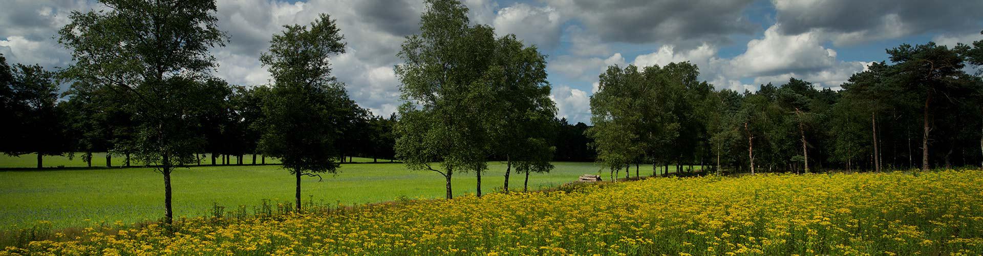 ecologische uitvaart