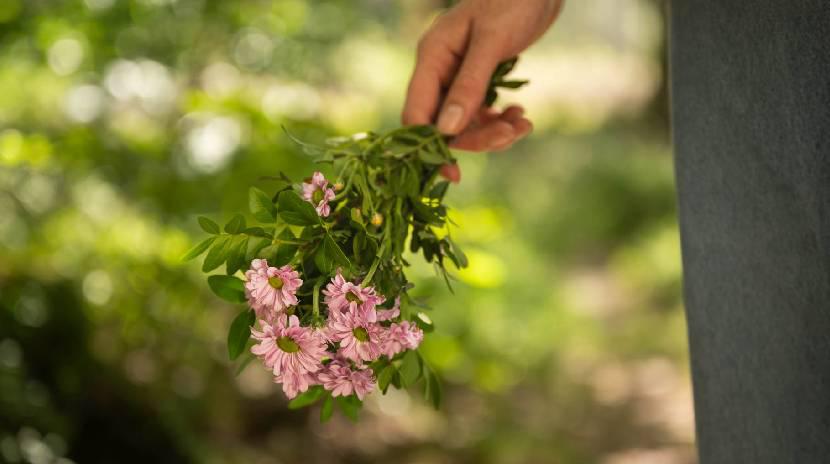 Hand met geplukte bloemen