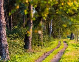 Rolstoelvriendelijk natuurbegraafplaatsen in Arnhem