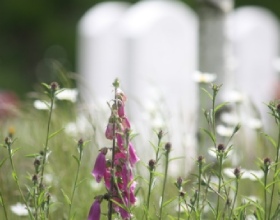 Bijzondere flora Loenen