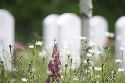 Nationale veteranenbegraafplaats Loenen Monuta flora